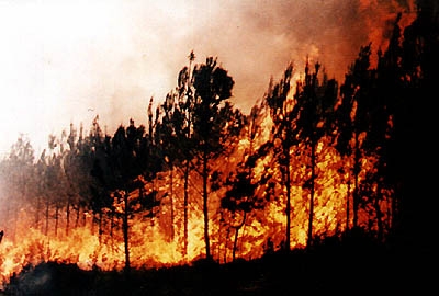 Một vụ cháy rừng tại Brazil