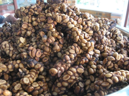 Mỗi kg cà phê chồn nhân có giá 2 triệu đồng