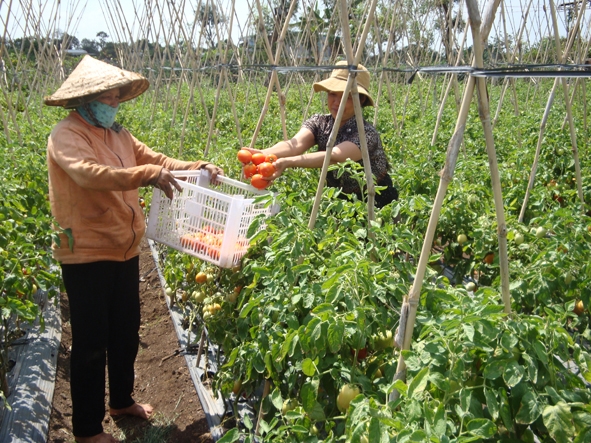 Xã viên HTX dịch vụ Toàn Thịnh thu hoạch cà chua trồng theo tiêu chuẩn an toàn.