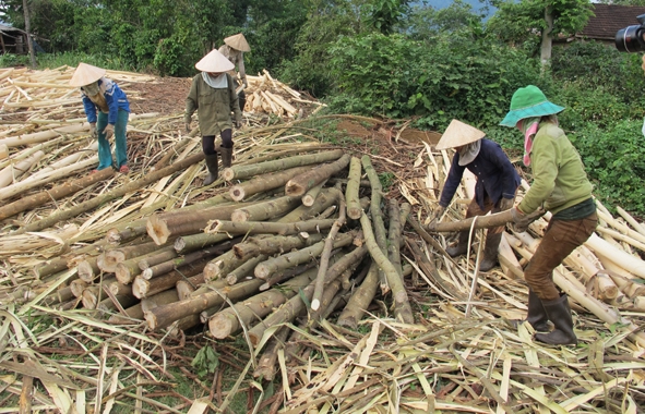 Thu  hoạch gỗ rừng trồng  ở huyện M’Drak