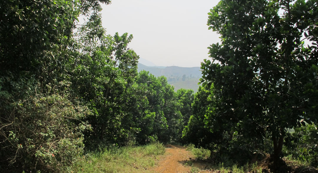 Một khoảnh rừng trồng ở xã Ea Mđoal, huyện M’Drak.