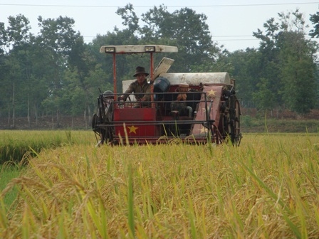 Nông dân huyện Krông Pak thu hoạch lúa đông xuân 2012-2013