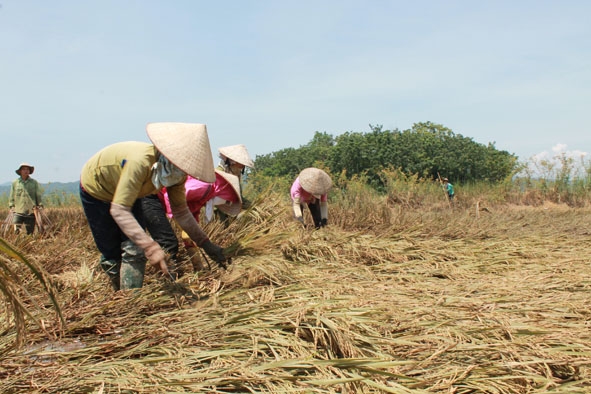 Thửa ruộng gia đình chị Phạm Thị Thúy, thôn Hưng Giang (xã Buôn Tría)  lúa bị gãy đổ phải thuê người gặt vì không gặt máy được.