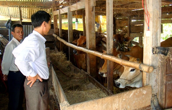 Mô hình chăn nuôi bò nhốt chuồng của gia đình ông Phan Văn Tàu, thôn 9,  xã Hòa Sơn (Krông Bông).                                                  Ảnh: Phan Tuân