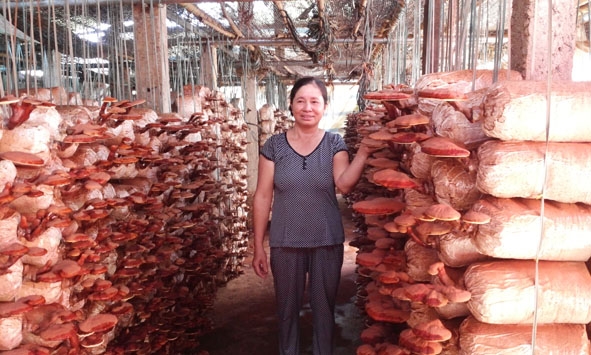 Chị Đinh Thị Dành ở tổ dân phố 7, thị trấn Buôn Trấp (Krông Ana) với mô hình trồng nấm linh chi đem lại  hiệu quả cao.