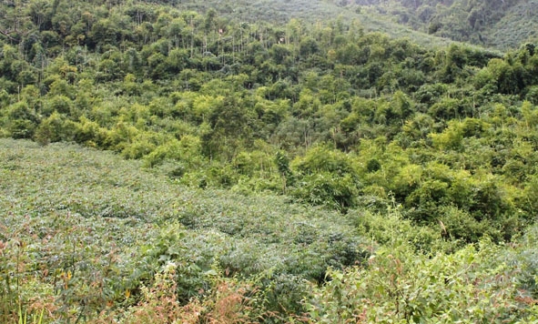 Nhiều diện tích rừng cộng đồng ở xã Yang Mao đã bị xâm canh.