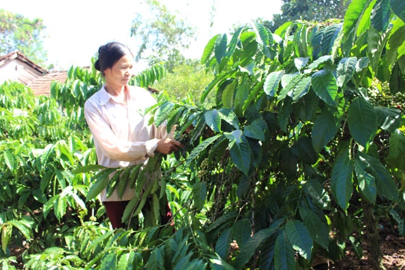 Chị Phùng Thị Tiên bên vườn cà phê đã cho thu hoạch.