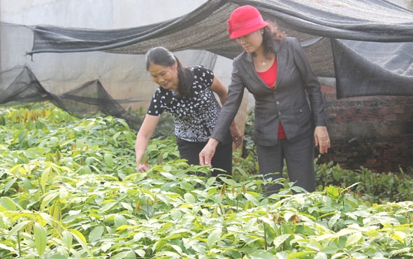 Chị Lê Thị Lý (bên phải) trao đổi kinh nghiệm lai ghép cây giống cho hội viên