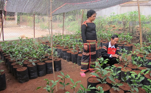 Gia đình ông Y Hơ Êban ở buôn Knia 4 chuẩn bị cây giống cải tạo  vườn cà phê.