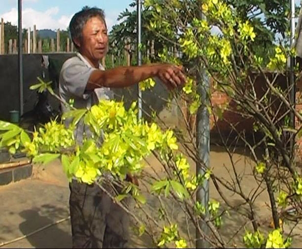 Nông dân Lê Duy thôn 4, xã Ea Lai (M'Drak) đang chăm sóc hoa mai nhân dịp tết đến xuân về.