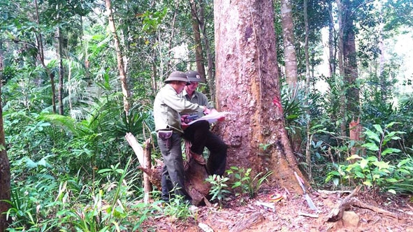 Cán bộ kỹ thuật của Công ty TNHH MTV Lâm nghiệp Krông Bông đang tiến hành các biện pháp lâm sinh trong công tác quản lý bảo vệ rừng.   Ảnh: Lê Hương