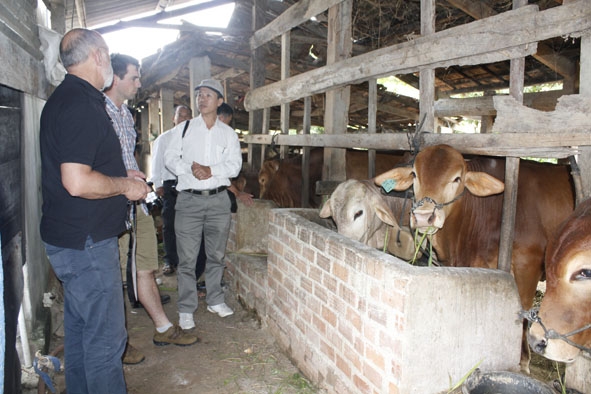 Một mô hình chăn nuôi bò nhốt tập trung ở thôn Chư Cúc, xã Ea Kmút (huyện Ea Kar)          mang lại hiệu quả kinh tế cao.                                                                     