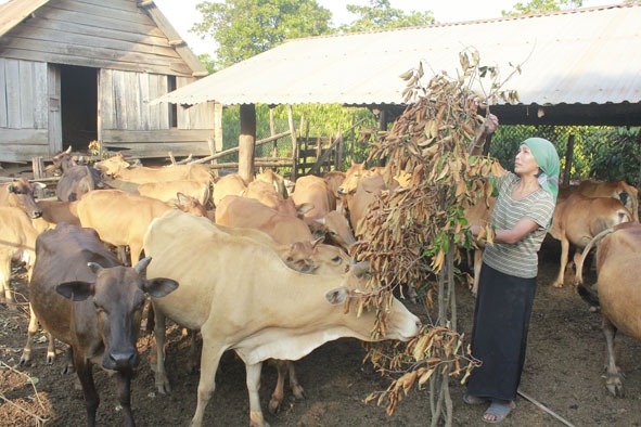 Bà H’Blo Hmôk ở buôn H’Đất, xã Ea Kao (TP. Buôn Ma Thuột)  đang chăm sóc đàn bò của gia đình.