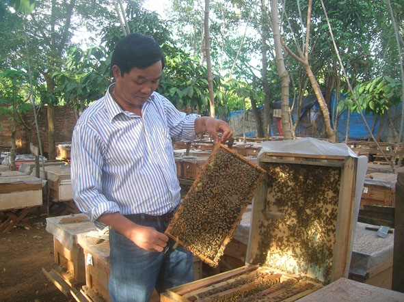 Nuôi ong mật tại xã Hòa Thắng, TP. Buôn Ma Thuột.
