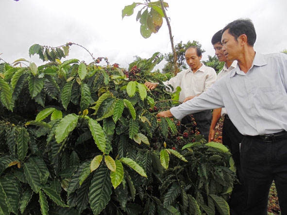  Mô hình phát triển  cà phê bền vững ở xã Ea Kiết (huyện  Cư M'gar).
