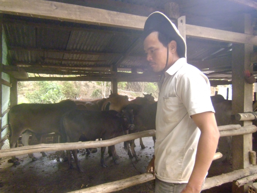 Anh Nguyễn Văn Lối đang chăm sóc đàn bò của gia đình.