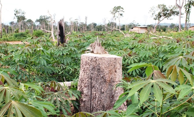 Công tác quản lý bảo vệ rừng ở huyện Ea Súp vẫn đối mặt với nhiều khó khăn