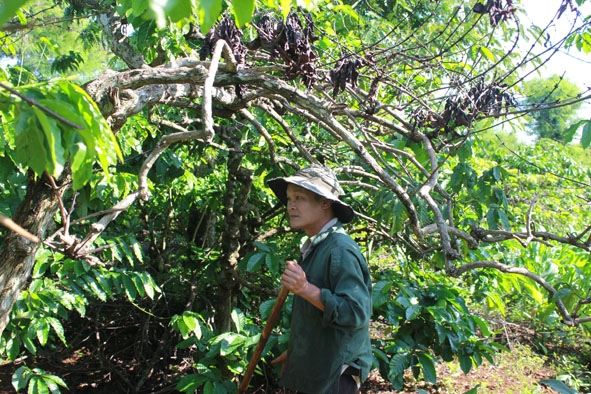 Không có vốn tái canh nên gia đình ông Lê Dung, buôn Sút Mrư (xã Cư Suê,  huyện Cư M’gar) tự chuyển đổi dần 1 ha cà phê già cỗi sang trồng hoa màu. 