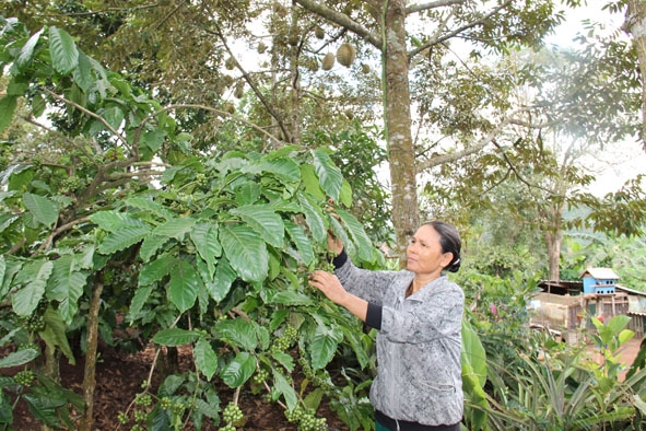 Bà Vũ Thị Xuyến (buôn Adrơng Cư Hiam) chăm sóc vườn cà phê trồng xen sầu riêng.