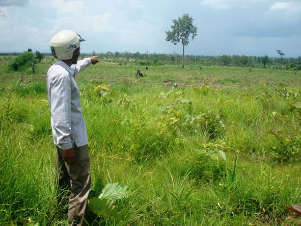 Một dự án trồng cao su ở huyện Ea Súp bị người dân lấn chiếm để trồng mì.