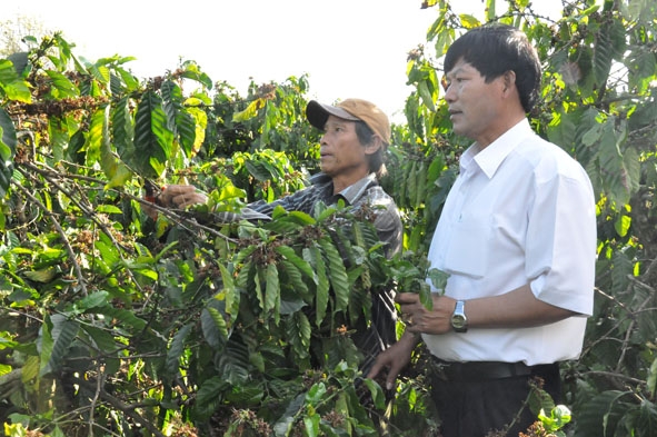 Một vườn cây cà phê cần tái canh tại huyện Ea Kar.
