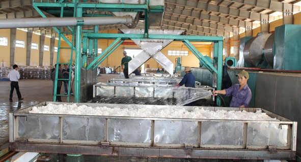 Công nhân đang thực hiện quy trình chế biến mủ cao su ở Công ty TNHH MTV Cao su Krông Búk.  Ảnh: M.T    