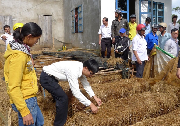 Tăng cường hỗ trợ nguồn vốn và dạy nghề là một trong những giải pháp giảm nghèo trong thời gian tới. Trong ảnh: Dạy nghề trồng nấm cho hộ nghèo ở xã Ea Bông, huyện Krông Ana.