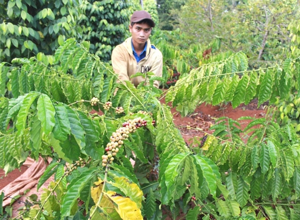 Hạn hán khắc nghiệt khiến vườn cà phê của một nông dân xã Cư Êbur, TP. Buôn Ma Thuột bị giảm năng suất.