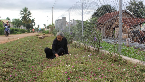 Hằng ngày, bà Nguyễn Thị Châu nhổ cỏ, chăm sóc vườn hoa trước nhà.