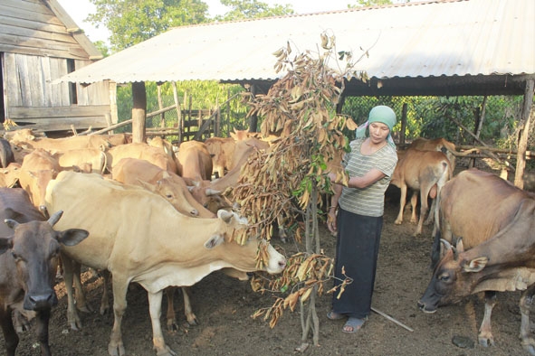 Gia đình Bà H’Blo Hmôk (xã Ea Kao, TP. Buôn Ma Thuột) thoát nghèo  nhờ được hỗ trợ bò từ Chương trình 135.