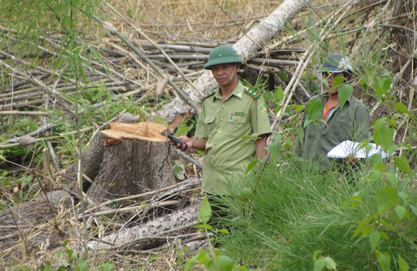 Lực lượng kiểm lâm kiểm tra rừng bị phá tại huyện Buôn Đôn.