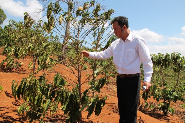 Hơn 700 ha cà phê được trồng ngoài vùng quy hoạch ở xã Cư Pơng - Krông Búk luôn trong tình trạng thiếu nước, dẫn đến khô héo vào mùa khô.  Ảnh: Minh Thuận