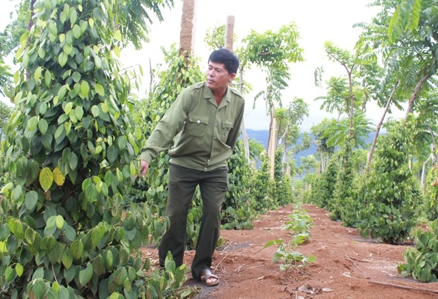 Một vườn tiêu phát triển theo hướng bền vững ở xã Ea Lai, huyện M'Đrắk