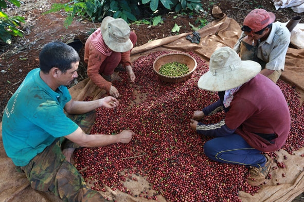 Nông dân huyện Krông Ana thu hoạch cà phê.