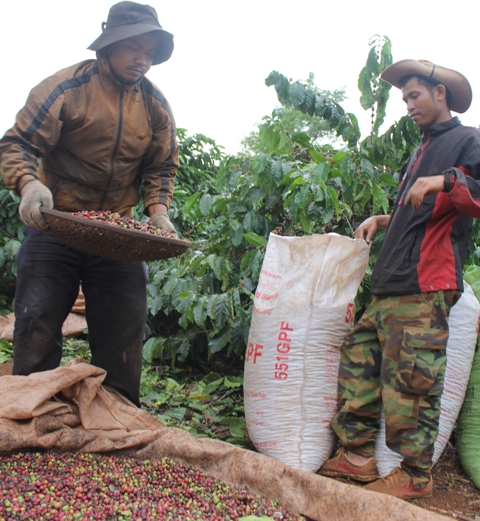 Người dân thị trấn Ea Pốk, huyện Cư M'gar thu hoạch cà phê