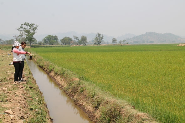 Diện tích lúa bị thiếu nước ở xã Đắk Liêng đang được bơm nước từ đập Yang Lah lên kênh để chống hạn.
