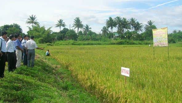 Hội thảo đầu bờ giới thiệu giống lúa mới tại xã Hòa Xuân.