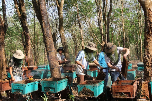 Một trại ong ở xã Ea Tul, huyện Cư M'gar đang vào mùa quay mật.