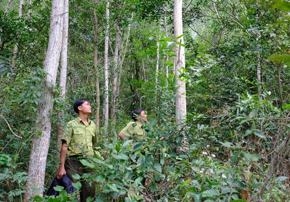Kiểm lâm địa bàn kiểm tra rừng trồng ở xã Cư Yang (Ea Kar).