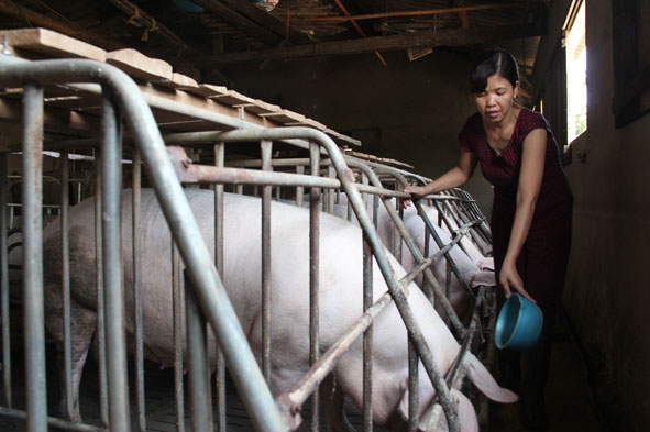 Mô hình chăn nuôi heo trang trại nhỏ cho thu nhập trên 100 triệu đồng/ năm của chị Phạm Thị Thúy ở xã Hòa Hiệp.
