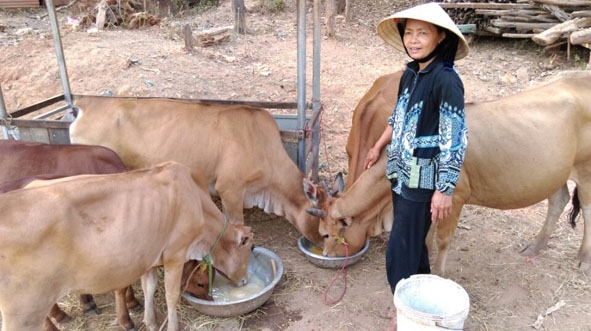 Chăm sóc đàn bò tại một hộ chăn nuôi ở huyện Lắk.