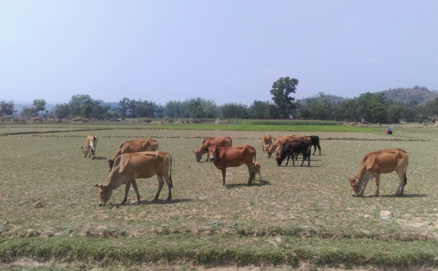 Chăn nuôi bò thả rông tại huyện Lắk.