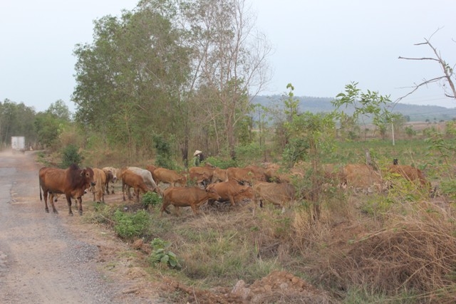 Nắng hạn kéo dài khiến đàn bò của người dân xã Ya Tmốt thiếu thức ăn, còi cọc