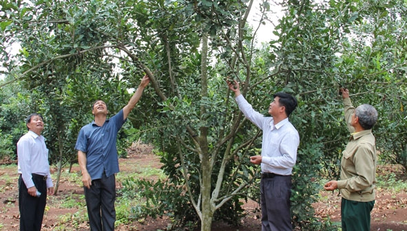 Vườn cây mắc ca của HTX Nông nghiệp kinh doanh dịch vụ Tân Định (huyện Krông Năng).