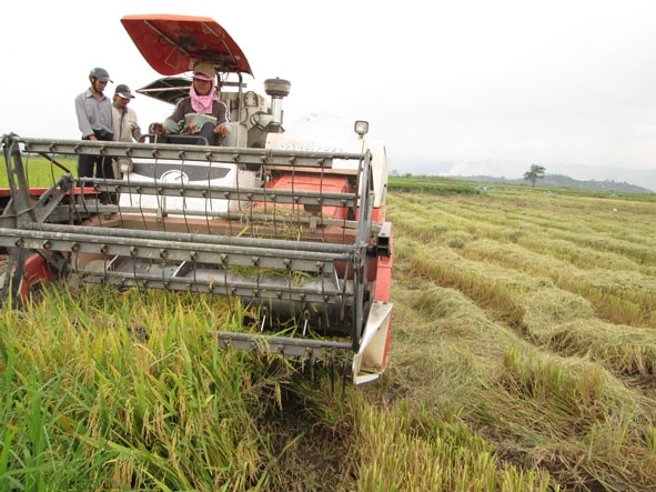 Thu hoạch lúa bằng máy gặt đập liên hợp tại cánh trồng Buôn Trấp, thị trấn Buôn Trấp, huyện Krông Ana.