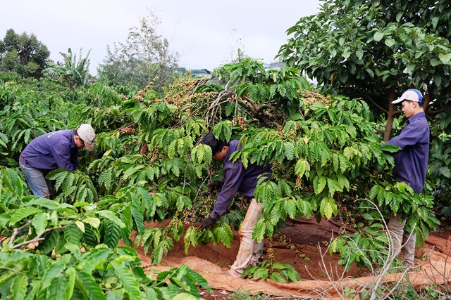 Người dân ở huyện Krông Pắc thu hoạch cà phê
