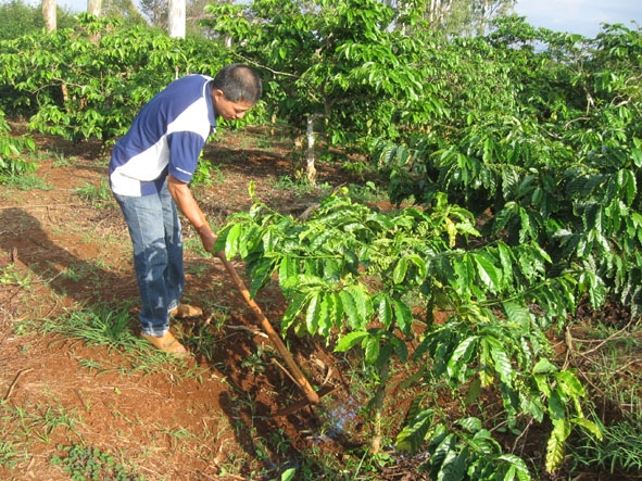 Nông dân xã Ea Tu, TP. Buôn Ma Thuột làm cỏ, bón phân cho cây cà phê