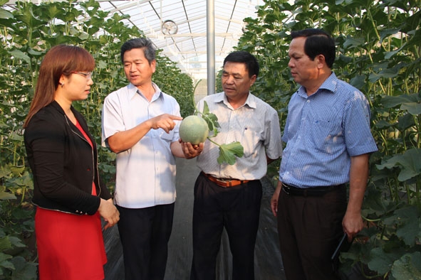 Trung tâm dạy nghề huyện Cư M’gar giới thiệu mô hình trồng dưa lưới theo hướng phát triển nông nghiệp công nghệ cao.  Ảnh: Hồng Chuyên