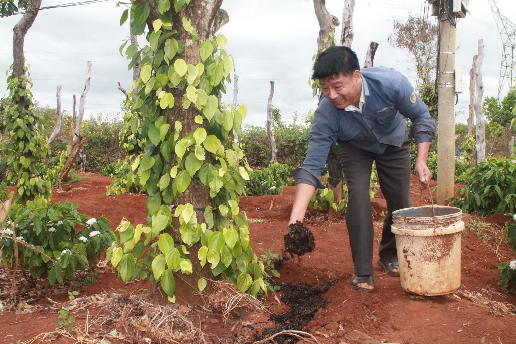 Nông dân xã Ea Kpam (huyện Cư M’gar) bón phân hữu cơ để tăng năng suất và chất lượng cho cây trồng.