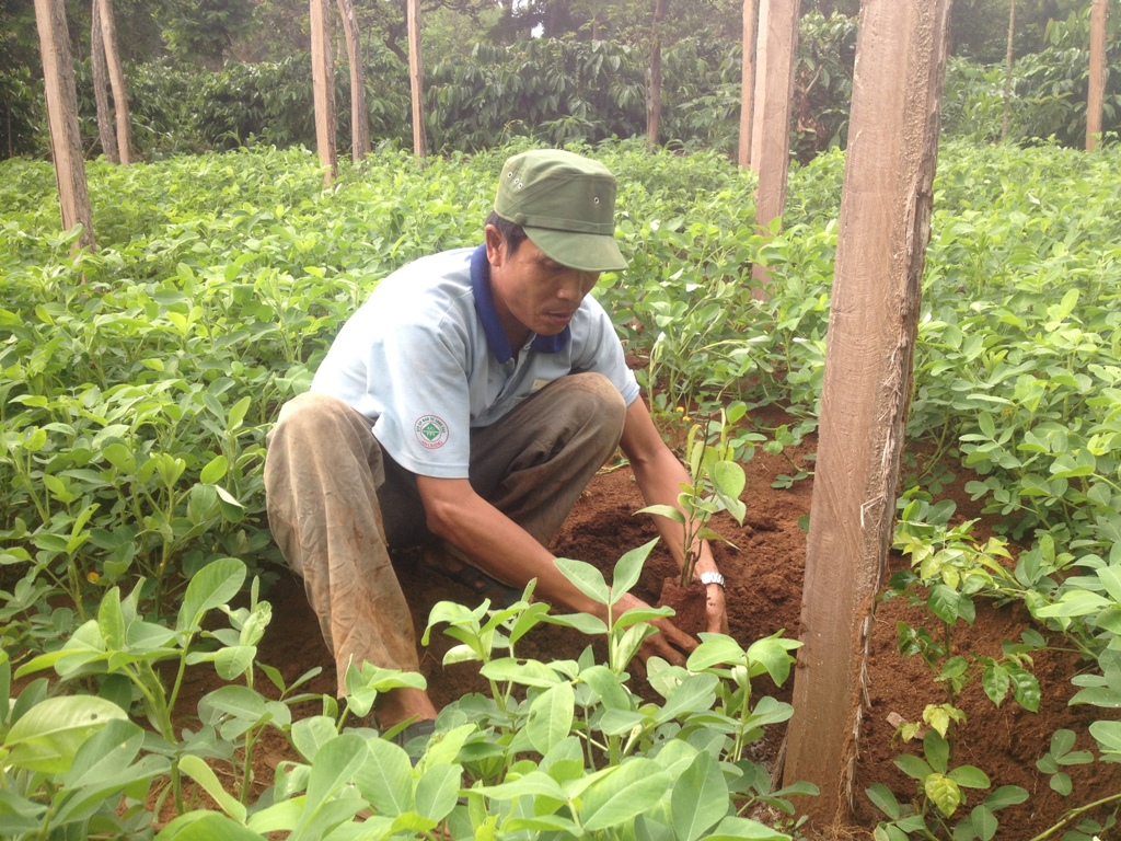 Anh Nguyễn Văn Tuấn trồng tiêu trên diện tích đất thuê ở buôn Cuôr, xã Ea M’droh.
